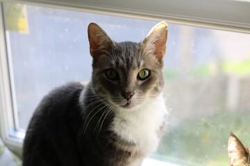 Calm cat relaxing at home 