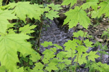 Beautiful brook in a quiet woodland