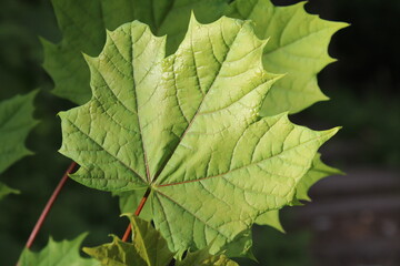 Beautiful Sycamore leaf close up 