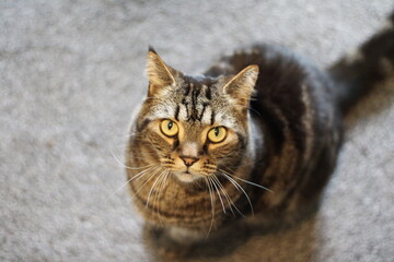 Calm cat relaxing at home 