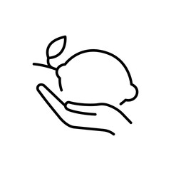 Lemon fruit outline icons, minimalist vector illustration ,simple transparent graphic element .Isolated on white background