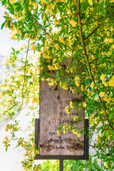 a woody rose with yellow petals in full bloom in the garden