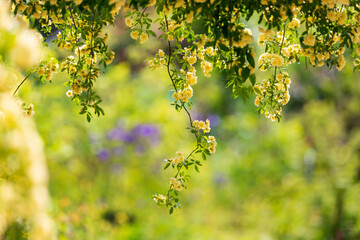 a woody rose with yellow petals in full bloom in the garden. 목향장미.	