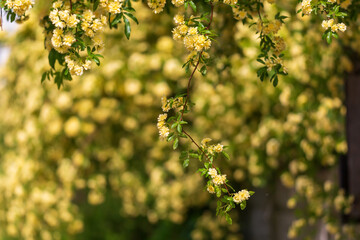 a woody rose with yellow petals in full bloom in the garden. 목향장미.	