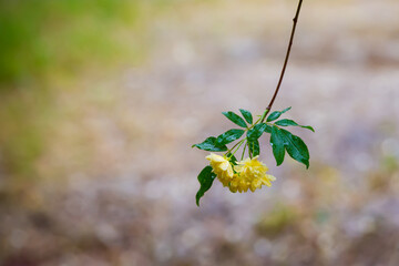 a woody rose with yellow petals in full bloom in the garden