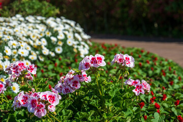 Garden scenery with pink geranium flowers in May