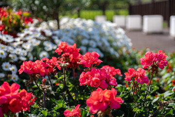 Garden scene with red geranium flowers in May