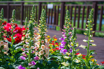 Garden scenery with colorful flowers (Digitalis purpurea) blooming in May © HoyaEuny
