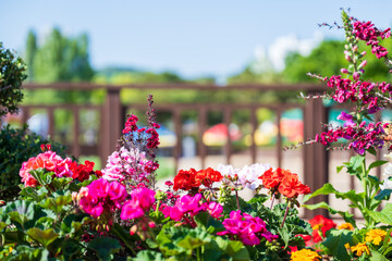 Garden scenery with colorful flowers blooming in May