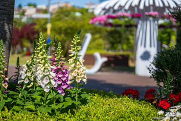 Garden scenery with colorful flowers (Digitalis purpurea) blooming in May
