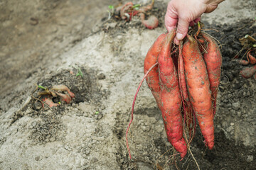 green plantation of organic natural sweet potatoes in the backyard