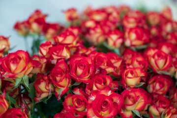 Close-up photo of a bouquet of red roses in May