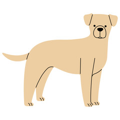 Labrador cute on a white background, vector illustration.