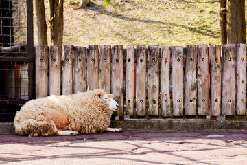 wooden fence and sheep