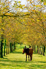 cavallo al pascolo,Toscana,Italia