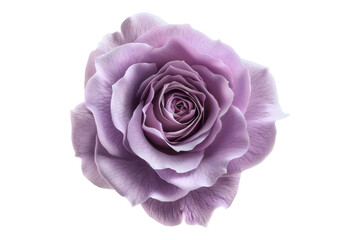 Lavender rose isolated on transparent background