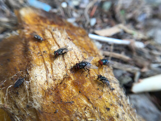 a closeup shot of a group of fly on mango seed