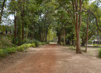 road in forest in the park