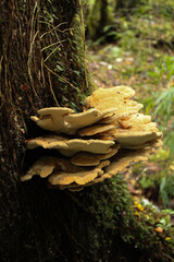 Chiloe Fungi