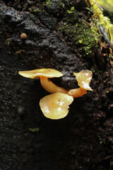 Chiloe Fungi