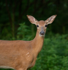 deer in the forest