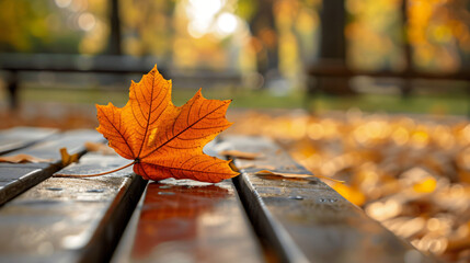 Fallen leaf on wooden bench in park