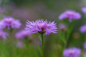 Lilac flowers of C⁠entaurea jacea.