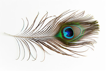 Peacock feather, eye pattern