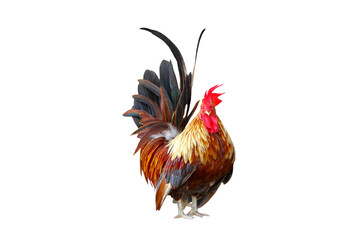 Bantam chicken isolated on transparent background png file