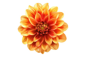 Orange yellow dahlia flower isolated on transparent background