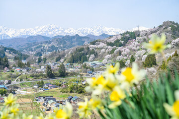 小川村　桜 © Hayato