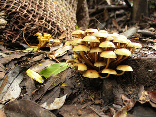 Chiloe Fungi