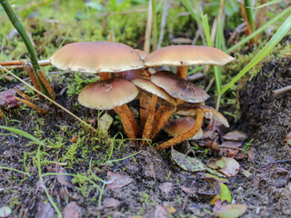 Chiloe Fungi