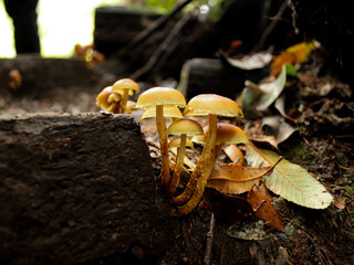 Chiloe Fungi
