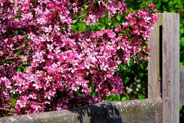 Close-up of a cherry blossom branches by wooden fence of garden