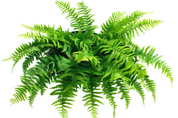 Fern fronds, lush greenery