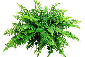 Fern fronds, lush greenery