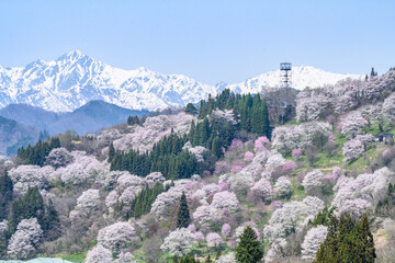 小川村　桜 © Hayato