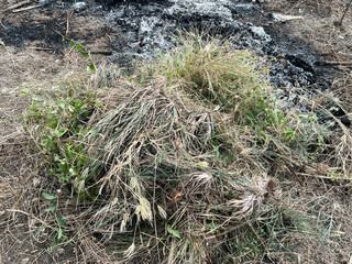 dry grass in the garden