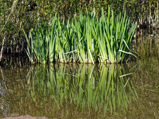 Sparganium emersum plant of the cat-tail famile (aka European bur-reed and unbranched bur-reed) and their reflection in a pond