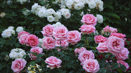Varietal elite roses bloom in Rosengarten Volksgarten in Vienna. Pink and white Grandiflora rose flowers