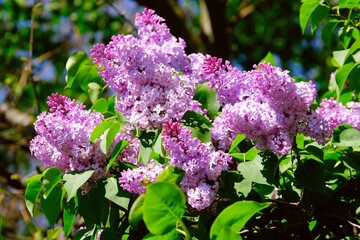 Close up of branch with blooming flowers of lilac (Syringa) tree.