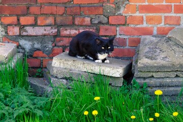 A homeless cat in an old ruined brick house