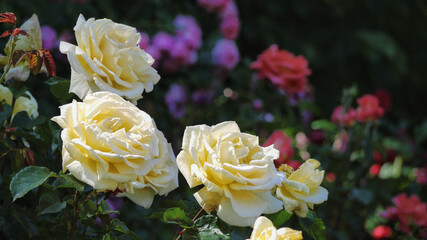 Varietal elite roses bloom in Rosengarten Volksgarten in Vienna. Pink, violet and yellow Floribunda rose flowers