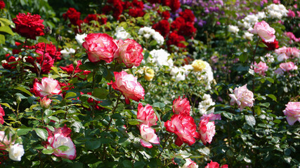 Varietal elite roses bloom in Rosengarten Volksgarten in Vienna. Pink and white Grandiflora rose flowers