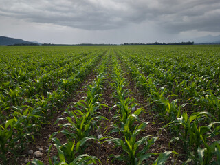 Young corn field plantation growing up on a field