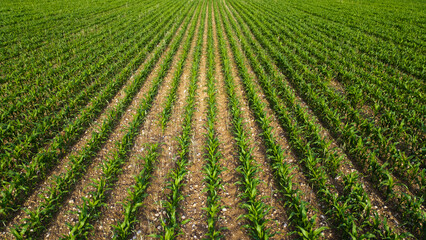 Young corn field plantation growing up on a field