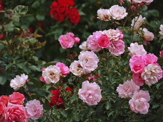 Varietal elite roses bloom in Rosengarten Volksgarten in Vienna. Pink Grandiflora rose flowers