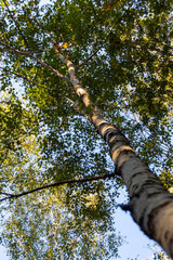 Fototapeta premium tree in the forest