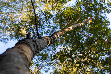 Fototapeta premium tree in the forest